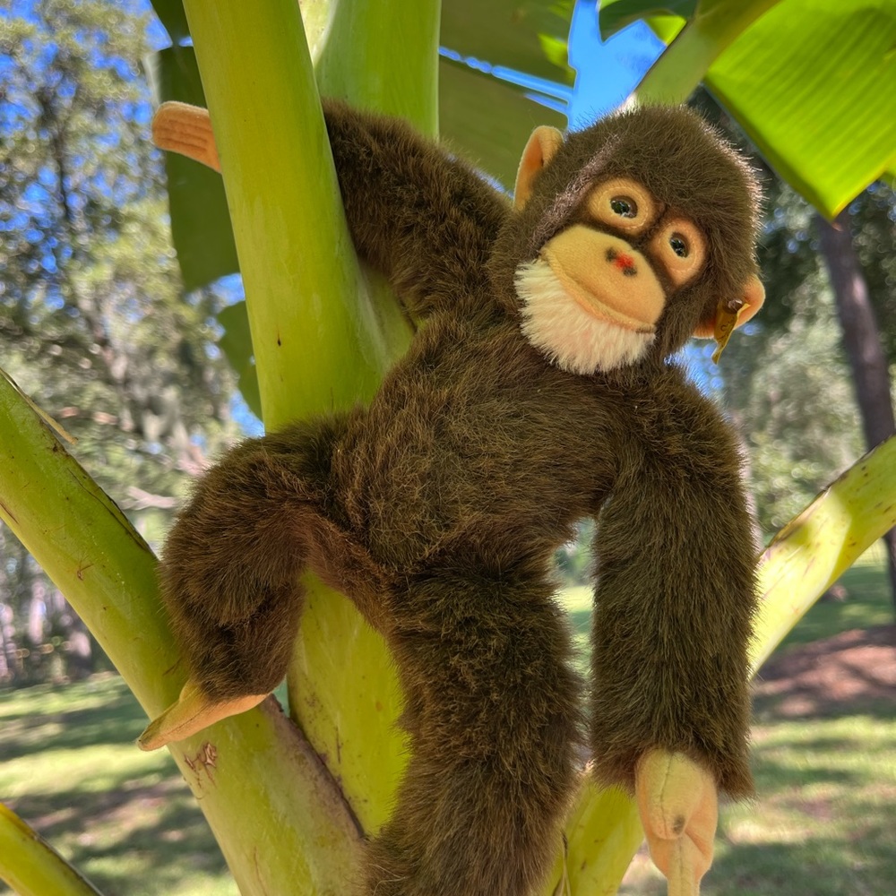 Vintage Steiff Jocko 10” posable Chimpanzee/monkey, excellent condition